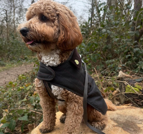 Barbour Dogs | Barbour